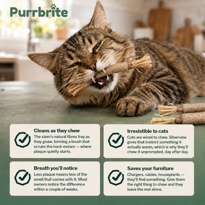 Purrbrite Silvervine Dental Sticks