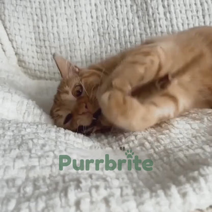 Purrbrite Silvervine Dental Sticks